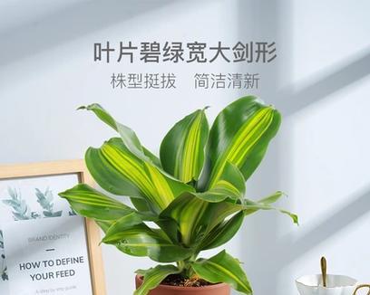 如何养护金心铁边发黄（掌握关键技巧，让您的金心铁边发黄更持久）