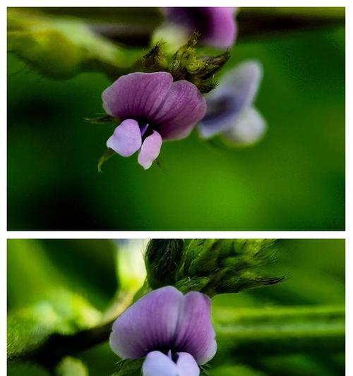 黄豆开花全过程剖析（黄豆开花的时期、特点及影响因素）