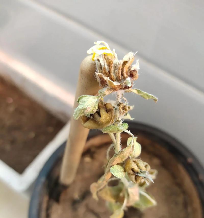如何挽救米兰花的枯黄（有效方法让米兰花重焕生机）