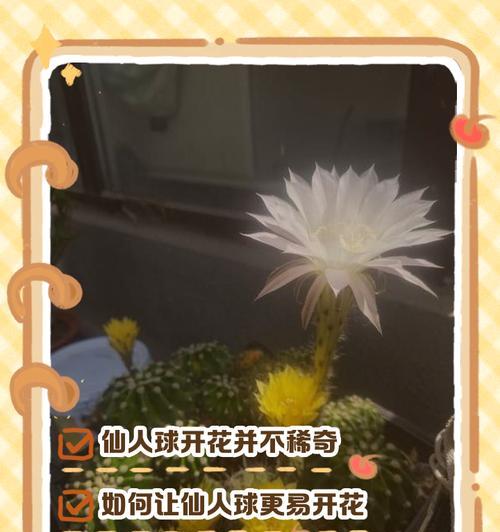 仙人球花为什么不开？（探究仙人球花开放的条件和可能原因）