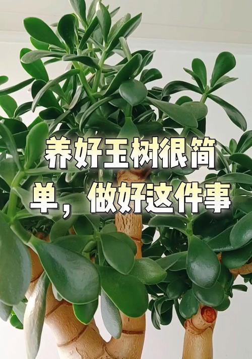 玉树养护的三大忌（小玉树的养殖技巧及注意事项）