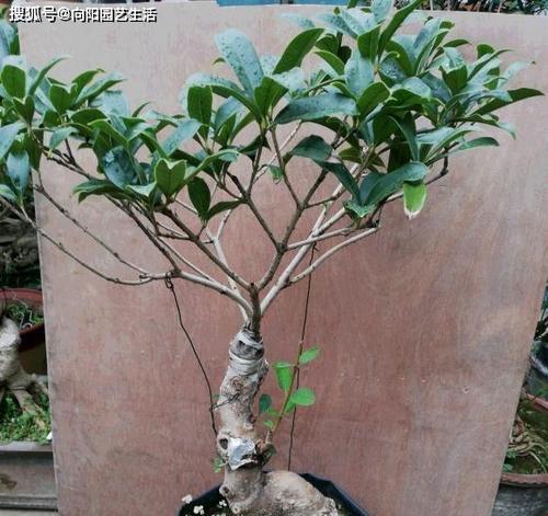 桂花的修剪技巧（如何正确修剪拥有两个主杆的桂花）