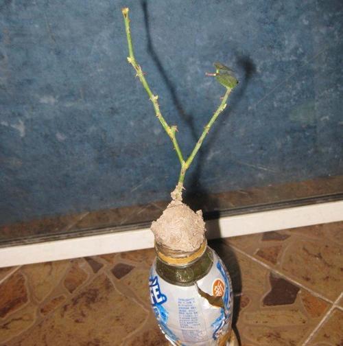 以月季花水插繁殖的技巧（掌握关键步骤，快速繁衍美丽的月季花）