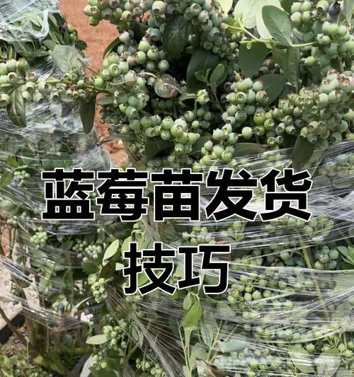 如何正确养护蓝梅小苗（培养出健壮的蓝梅苗木）