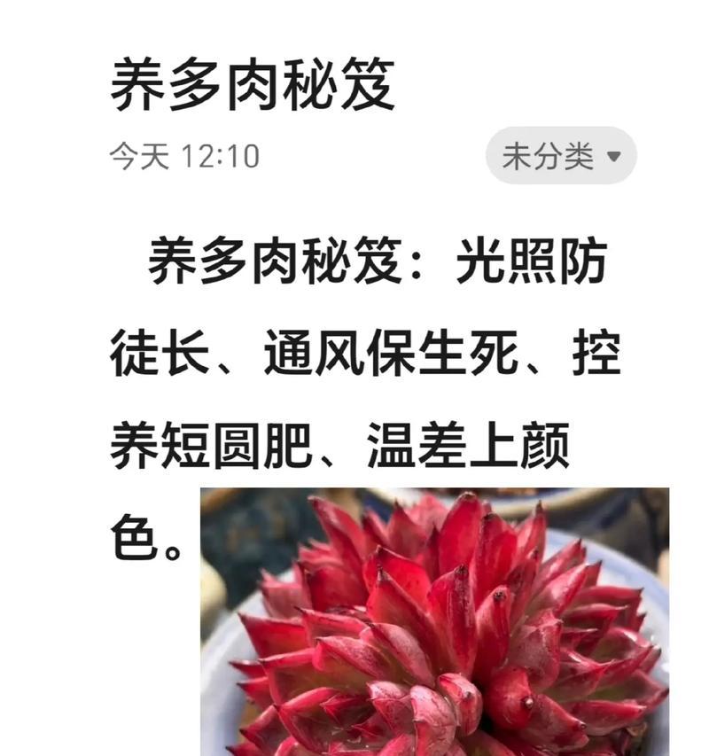 冬天移栽肉肉，打造可爱小园林（用心移栽，肉肉成为冬季装饰亮点）