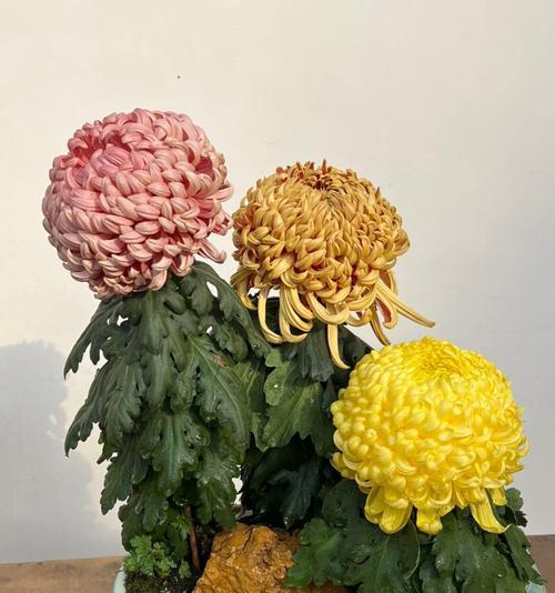 菊花到底是花还是什么植物？（植物学家为你解析菊花的真实身份）