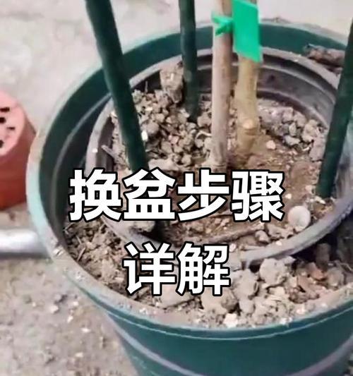 蟹爪兰养殖技巧详解（打造美丽庭院的必备植物，蟹爪兰怎么养？）