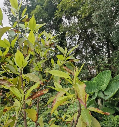 玉兰叶子尖干的原因及处理方法（探究玉兰叶子尖干的成因，提供有效处理办法）
