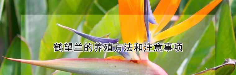 鹤望兰养殖全攻略（打造美丽花园的必备技巧与经验）