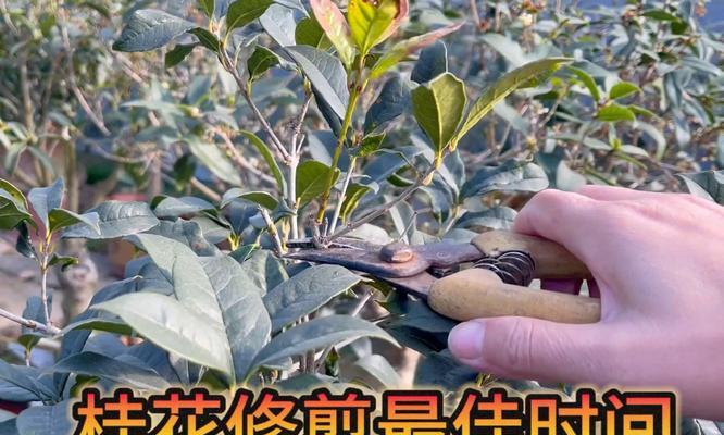 如何成功繁殖桂花树（从选种到栽培，桂花树繁殖需要注意什么？）