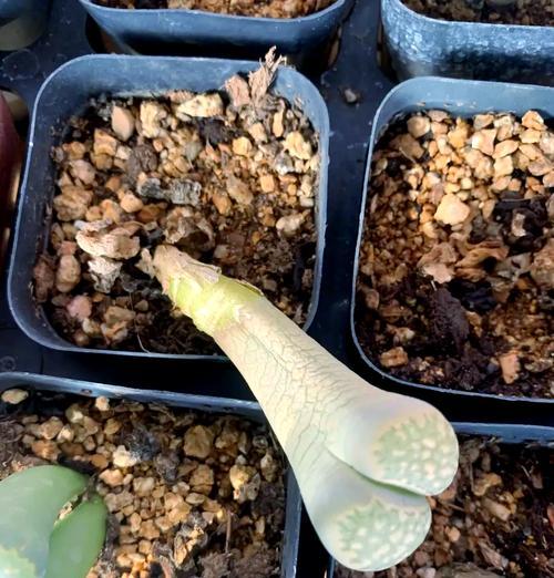 如何培养生石花的快速生长（生石花养护技巧，助你打造花坛中的亮点）