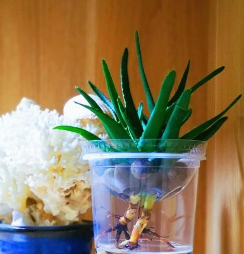 芦荟水养有妙招（简单易行的芦荟水养技巧，让你轻松护理绿萝）