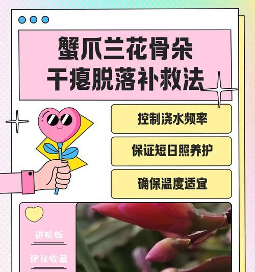 如何救活干枯的盆栽（挽救干枯植物的有效方法）