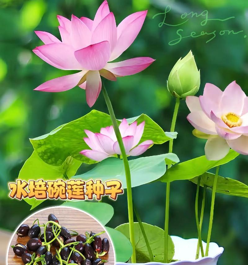 如何正确养护开过花的碗莲（碗莲养护技巧分享，让您的花朵更加绚丽夺目）