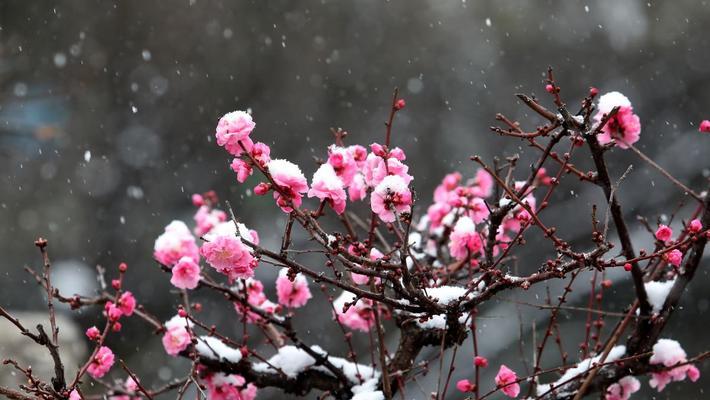 梅花——空气净化的好帮手（揭秘梅花能净化空气的原因与作用）