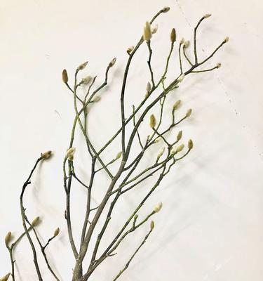 白兰花室内养护的技巧（打造宜居环境，让白兰花健康成长）