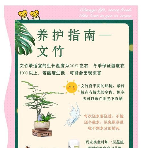 打造美观文竹的种植技巧（以文竹怎么种才好看）