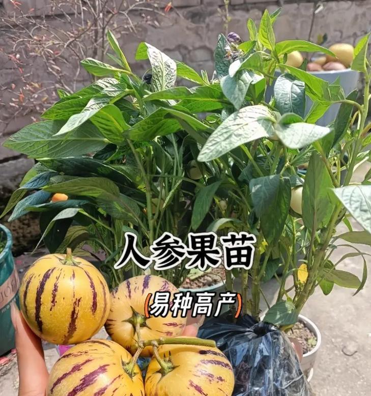 家门口种人参果，享受健康生活（人参果种植全攻略，让您轻松养活一片天）