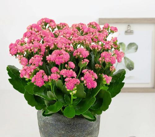 长寿花开花如何增多（探究长寿花开花的因素与方法）