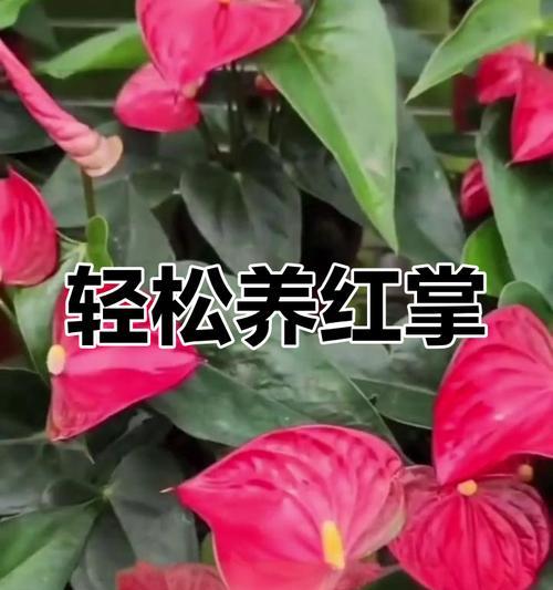 小红掌养护秘籍（打造健康繁花似锦的小红掌花园）