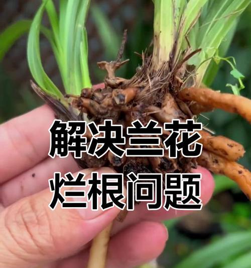 兰花不长了怎么办？——养护技巧与修复方法详解（教你一招救回枯萎的兰花，关键在于正确的养护和修复）