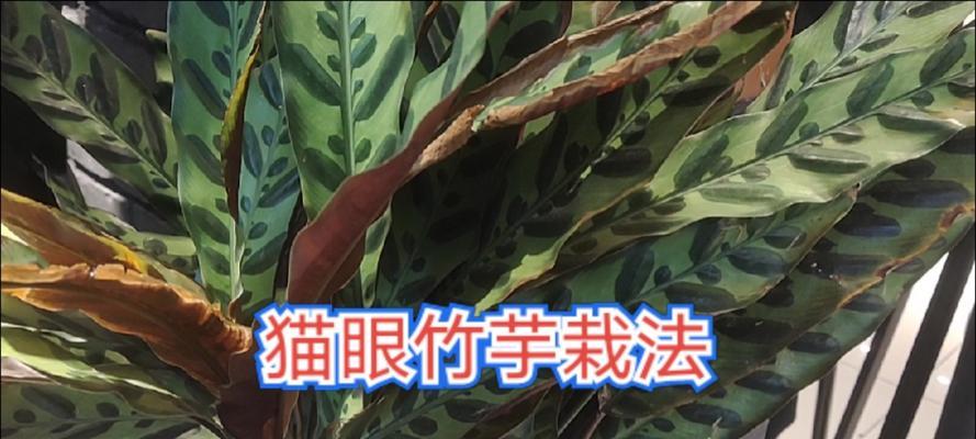 猫眼竹芋的饲养与照料技巧（掌握竹芋的养殖秘籍，打造美丽绿植空间）