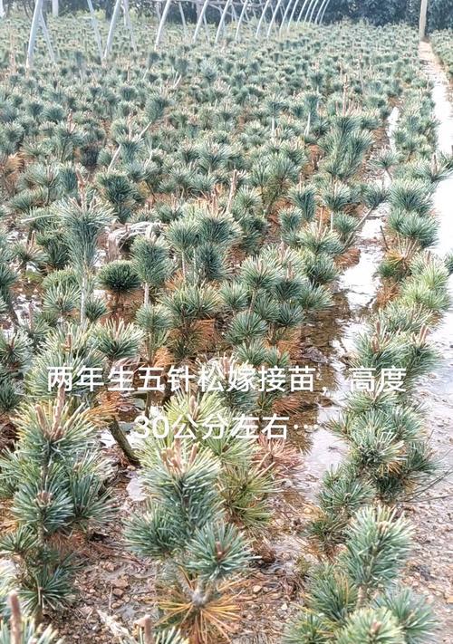 五针松的养殖技巧（打造富有观赏价值的绿化植物）