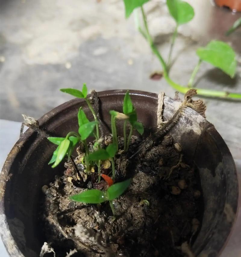 辣椒盆种发芽的技巧与方法（打造健康辣椒苗，从盆种发芽开始）