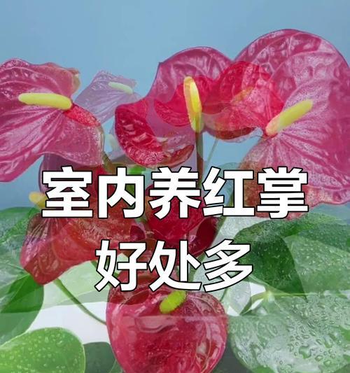 红掌（打造舒适宜人的睡眠环境，从红掌开始）