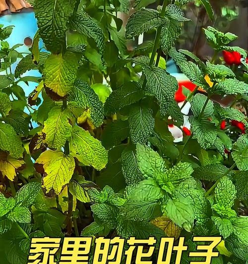 叶子黄了，如何补救？（探索叶子变黄的原因及有效的修复方法）