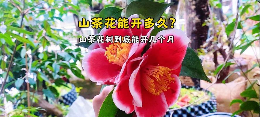 盛开在冬日的山茶花（山茶开花的时间、特点与欣赏之道）