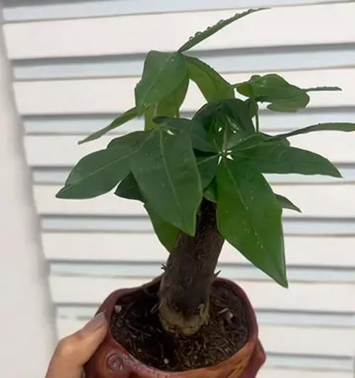 如何正确照顾发财树？（发财树连续3天浇水了怎么办？）