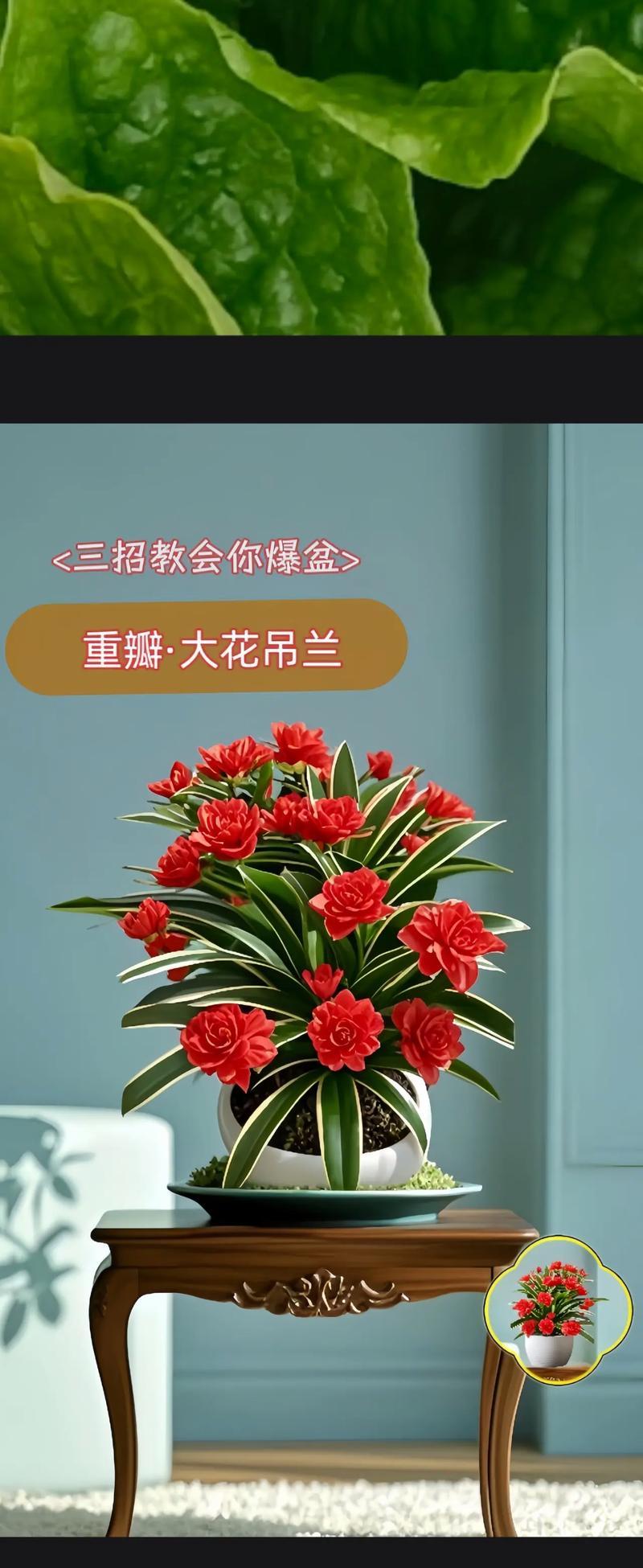 吊兰的换盆指南（如何正确地给吊兰更换盆土和盆器）