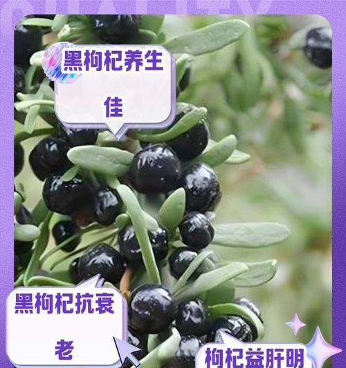 黑枸杞和红枸杞的区别（同源异名，了解枸杞的不同品种）