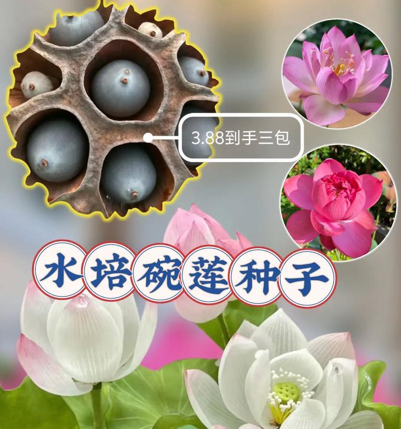 全面指南（以碗莲养护的关键要点及技巧）