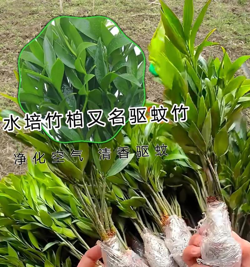 冬天如何科学养护水养竹，让它不会死去（科学养护方法，让水养竹在寒冷冬季生机盎然）
