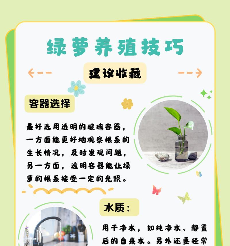 绿萝颗粒肥使用技巧详解（让你的绿萝茁壮成长的秘诀）
