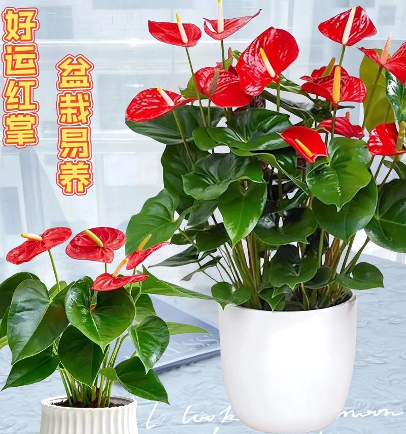 鸿运当头的花季奇观（揭秘花期长达一个月的最佳观赏时间）