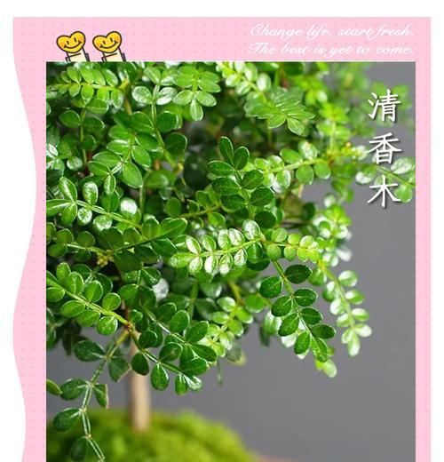 清香木叶子生锈斑点的处理方法（以清香木叶子生锈斑点为主题的植物保护措施）