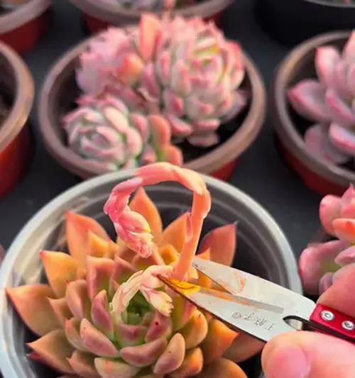 以多肉怎么看是花剑还是侧芽？（探究多肉植物生长方式的不同特点和鉴别方法）