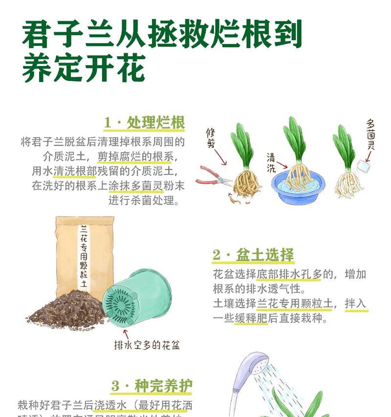 如何正确打理君子兰的开花（解锁君子兰开花的秘密，让你的花园更加绚丽多彩）