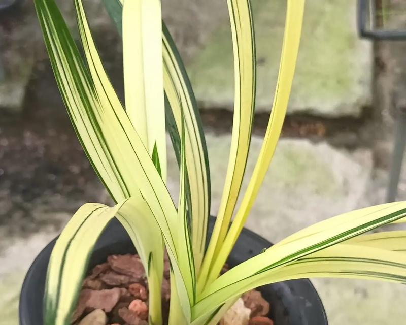 如何分辨兰花的种类？（掌握关键特征，轻松辨认兰花品种）