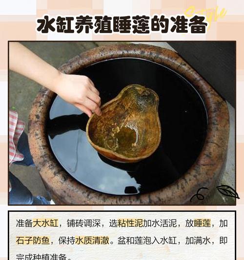 如何成功养殖睡莲（方法和注意事项让您轻松成为睡莲种植达人）