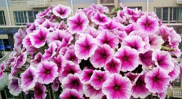 如何正确修剪矮牵牛以促进生长和花朵绽放（技巧、步骤及关键注意事项，助你打造迷人的矮牵牛花园）
