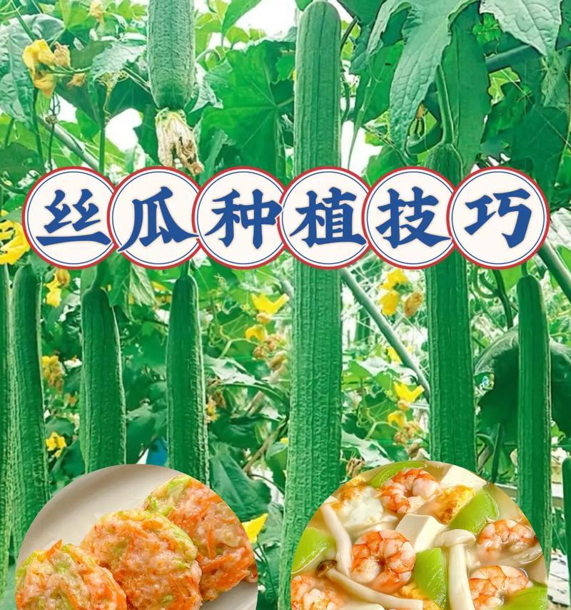 丝瓜开花结果的时间与种植技巧（掌握种植秘籍，助力丝瓜早开花结果）