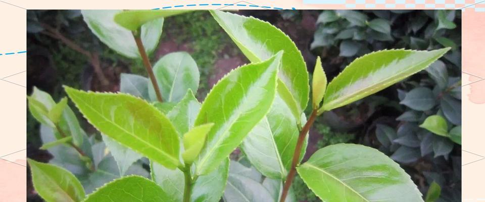 探寻茶花大小之美（揭秘茶花大小的视觉秘密）