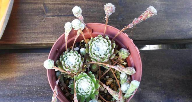 如何救活被蛛丝卷懒了的动物？（探索生物世界中的奇特现象，拯救被蛛丝卷懒了的生命）