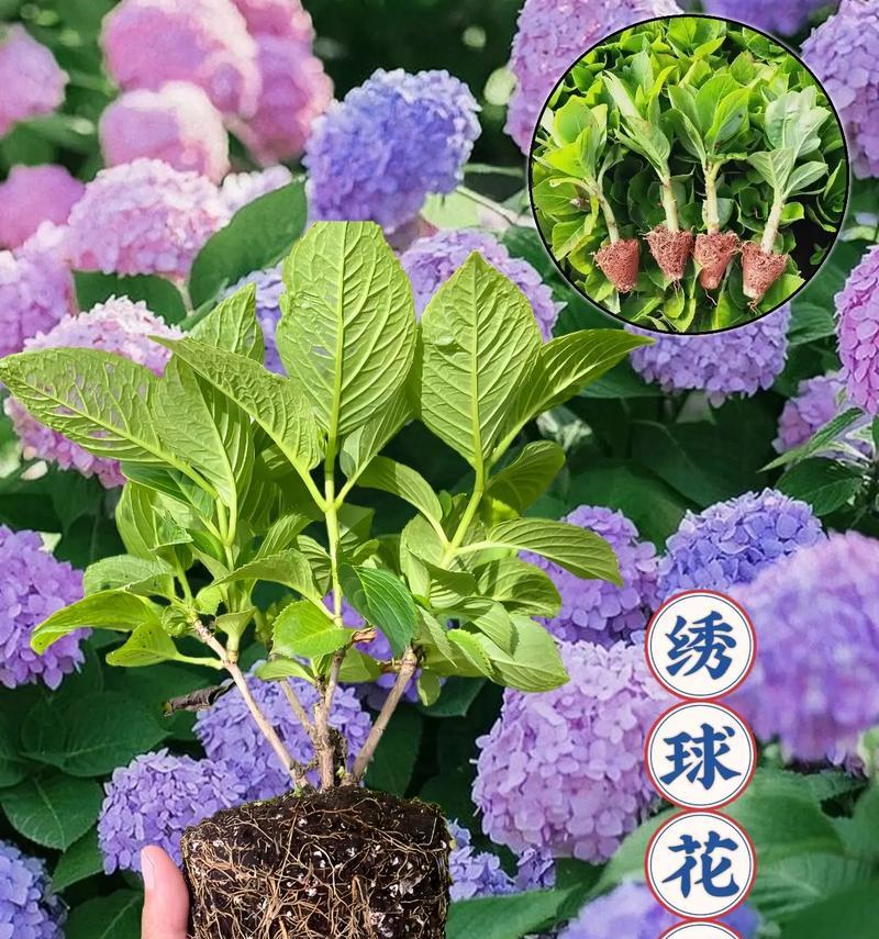 冬天如何养护地栽无尽夏绣球（打造冬季绚烂花海，关键在于正确养护无尽夏绣球）