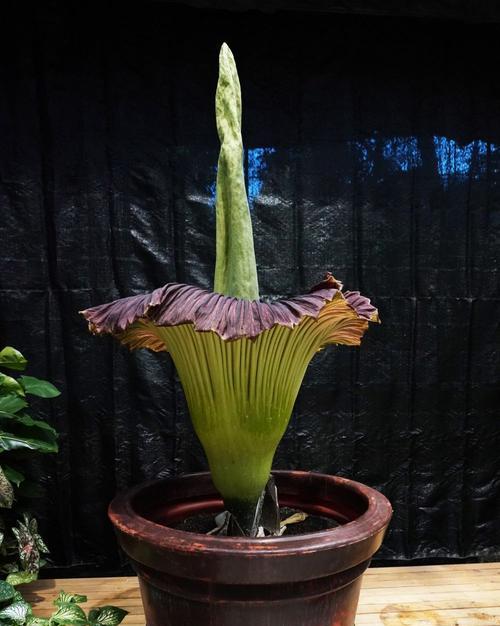 魔芋——多年生的植物（认识魔芋，了解它的特点和用途）