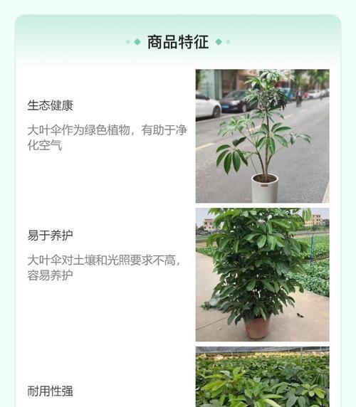鹅掌柴的耐寒能力（探究鹅掌柴在不同气温下的生长状况）